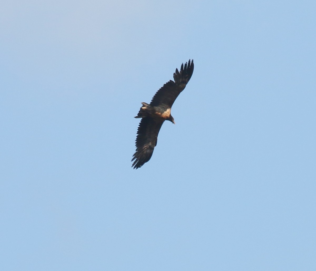 Bearded Vulture (Eurasian) - ML259836171