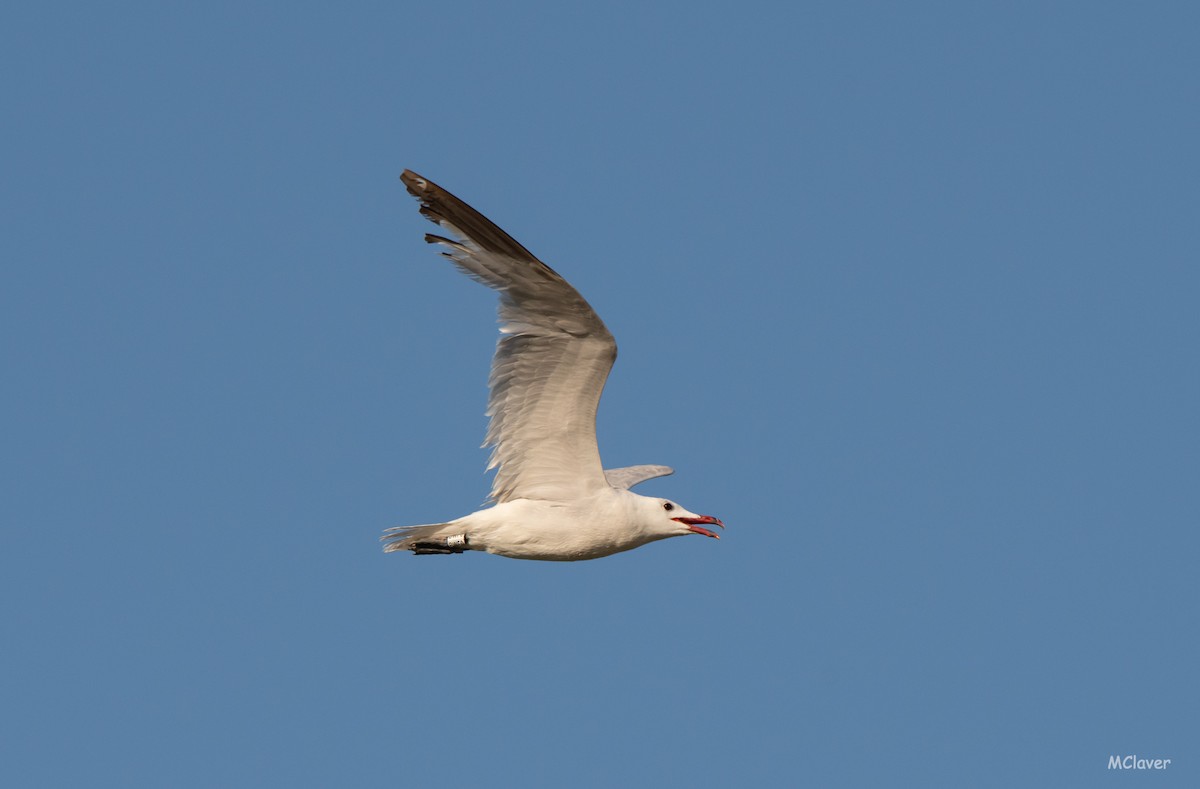 Audouin's Gull - ML259837211