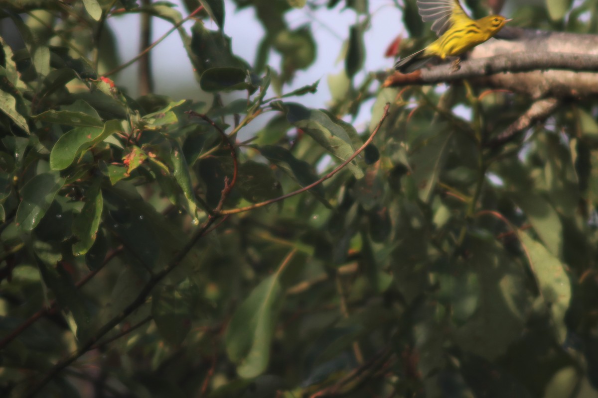 Prairie Warbler - ML259838751