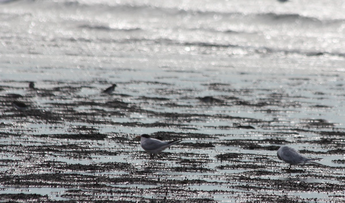 Falklandseeschwalbe - ML259839461