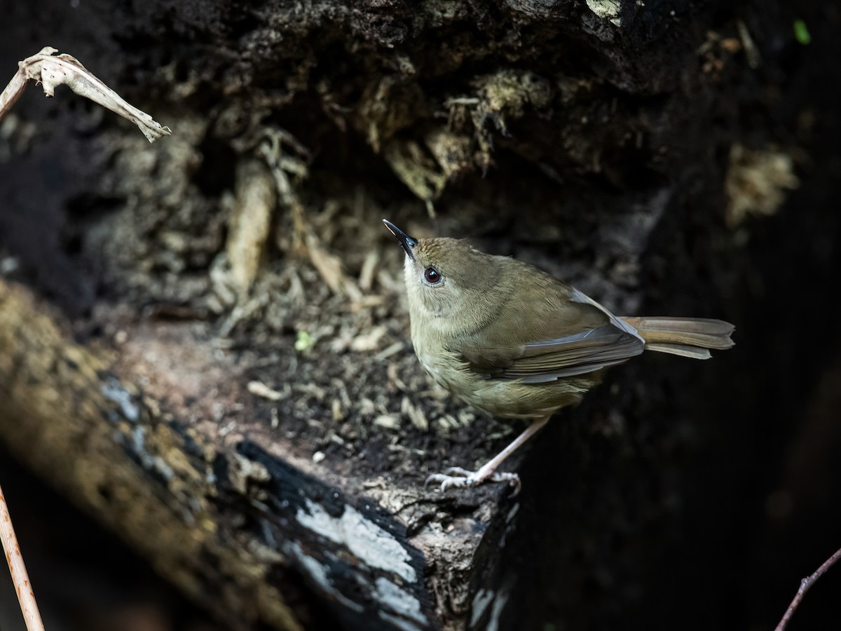 Atherton Scrubwren - ML259840691