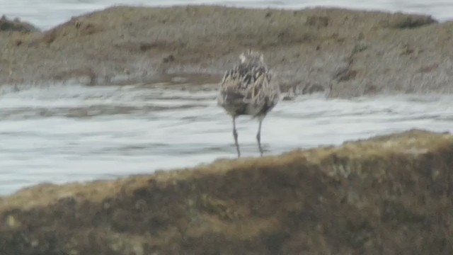 Pacific Golden-Plover - ML259841261