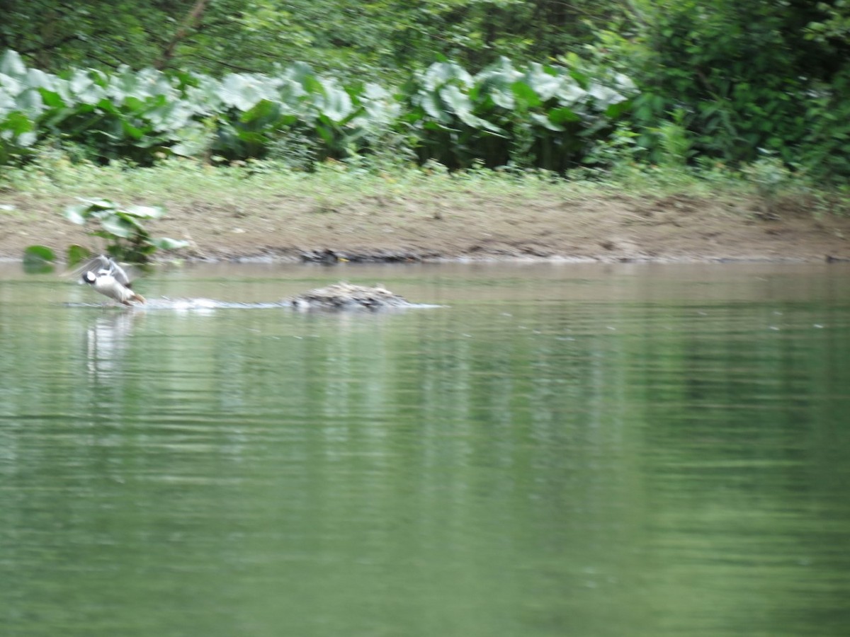 Bufflehead - ML259845721