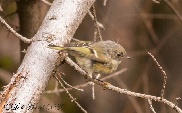 Ruby-crowned Kinglet - ML259847291