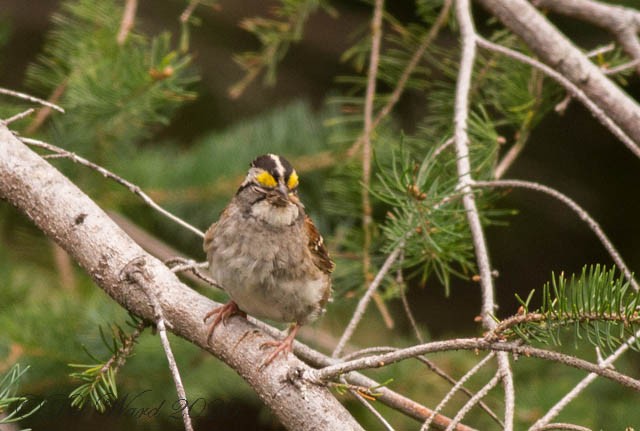 White-throated Sparrow - ML259847301