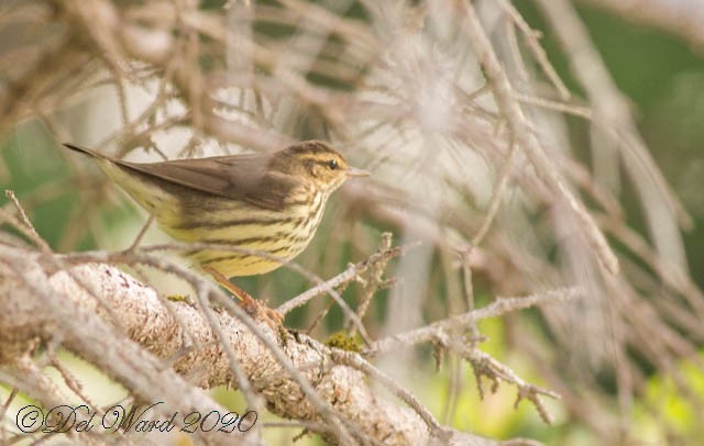 Northern Waterthrush - ML259847431