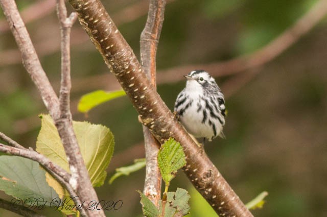 Black-and-white Warbler - ML259847451