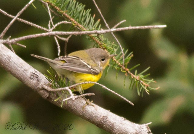 Magnolia Warbler - ML259847831