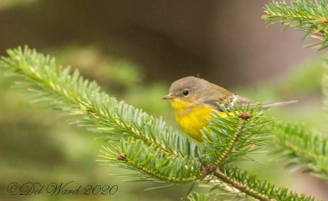 Magnolia Warbler - ML259847891