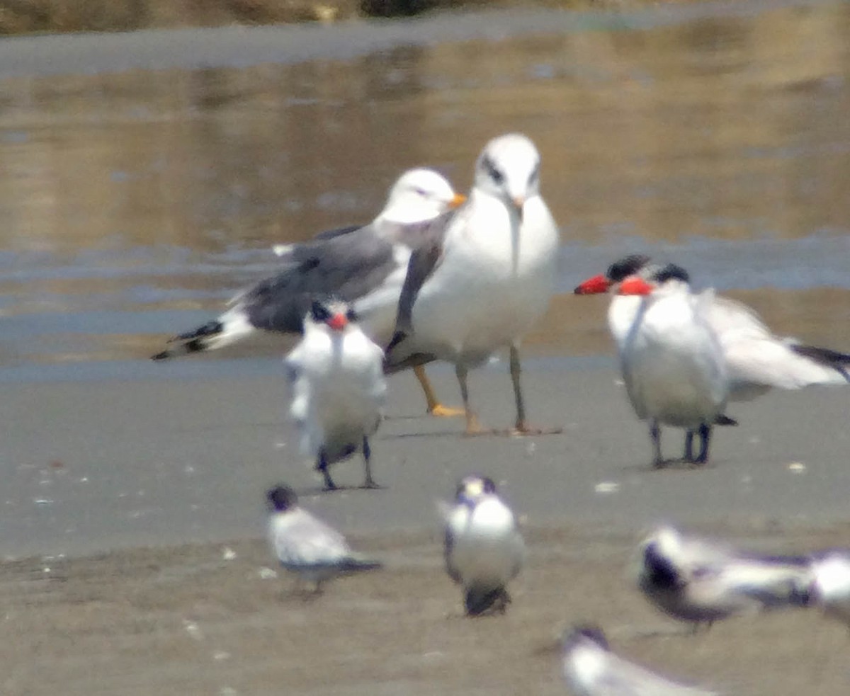 Lesser Black-backed Gull (Steppe) - Martin Reid