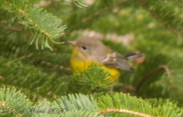 Magnolia Warbler - ML259847961