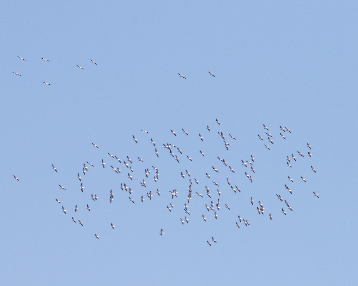 שקנאי אמריקני - ML259848861