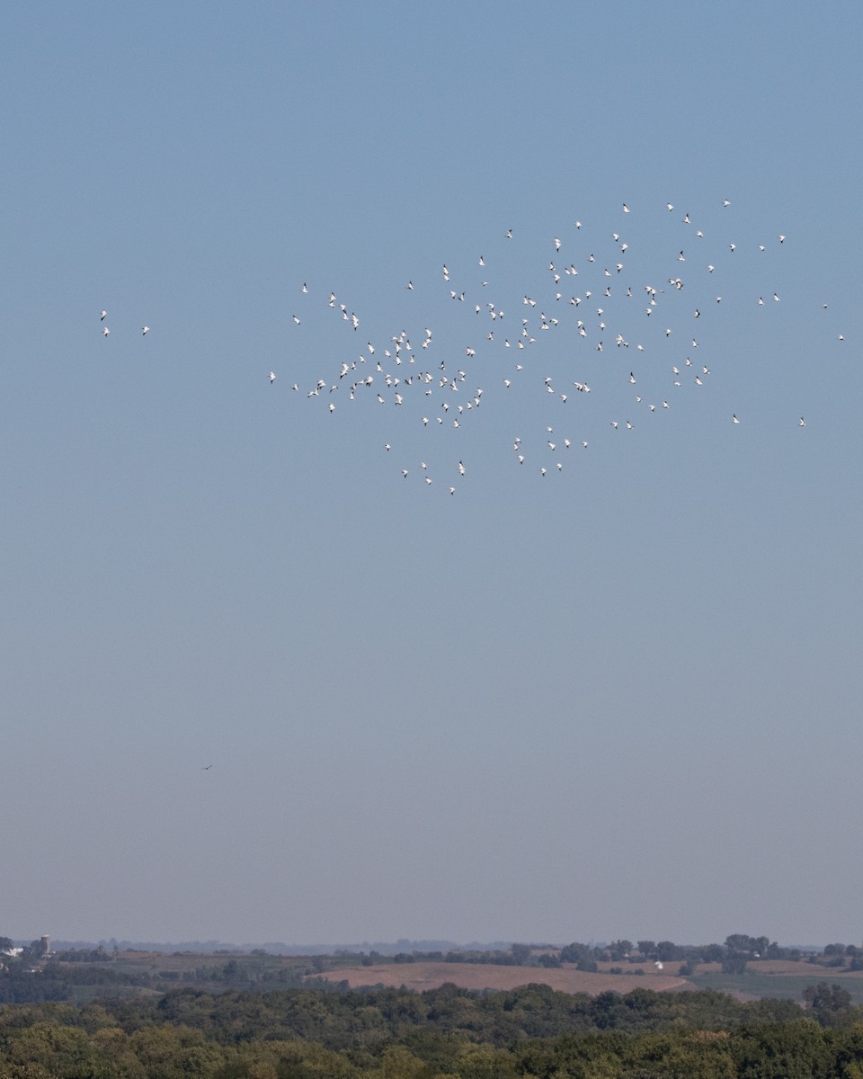 שקנאי אמריקני - ML259848871