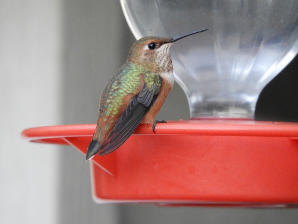 Rufous Hummingbird - ML259849491