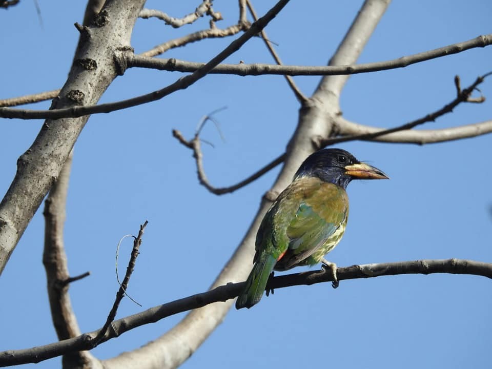 Great Barbet - Aniruddha Ghosh