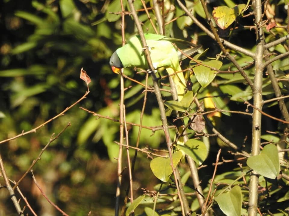 Slaty-headed Parakeet - Aniruddha Ghosh