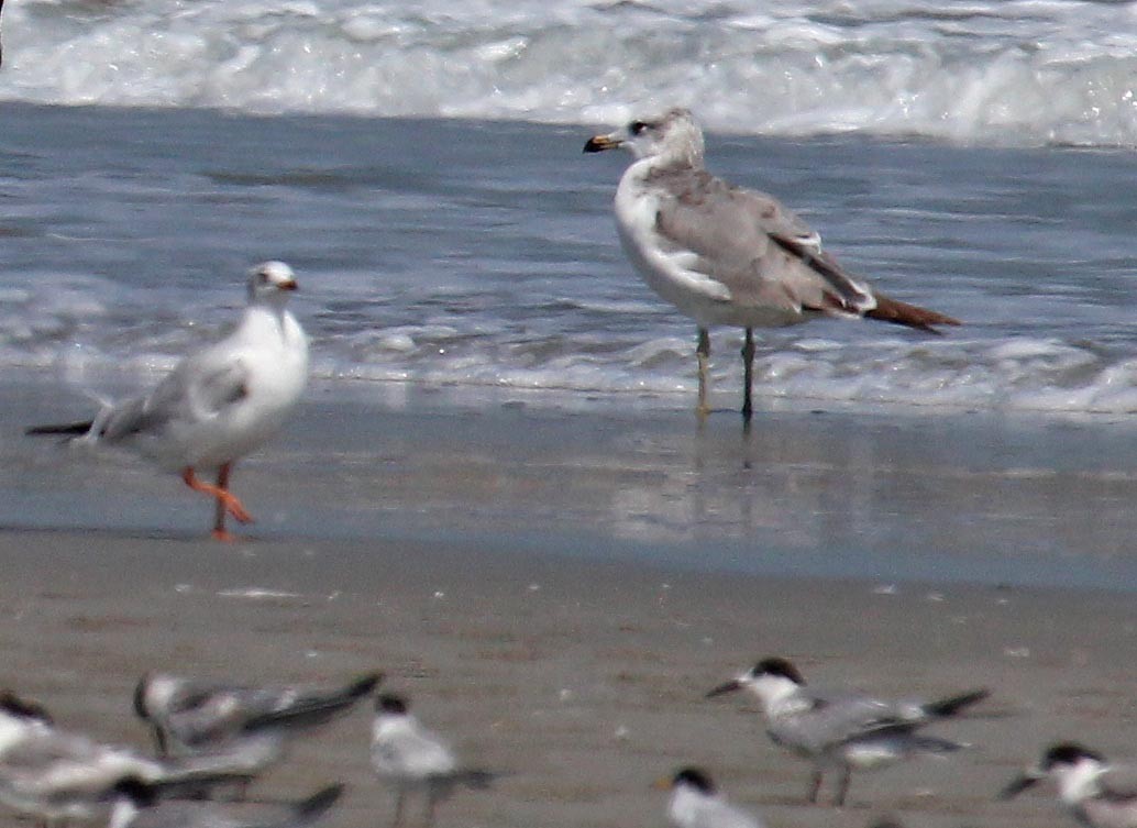 Pallas's Gull - Martin Reid