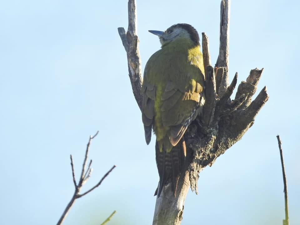 Gray-headed Woodpecker - Aniruddha Ghosh