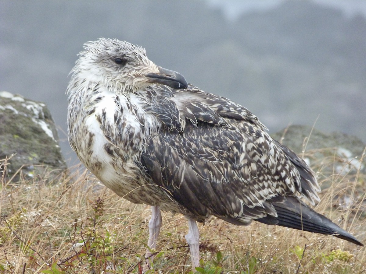 Great Black-backed Gull - ML259852291