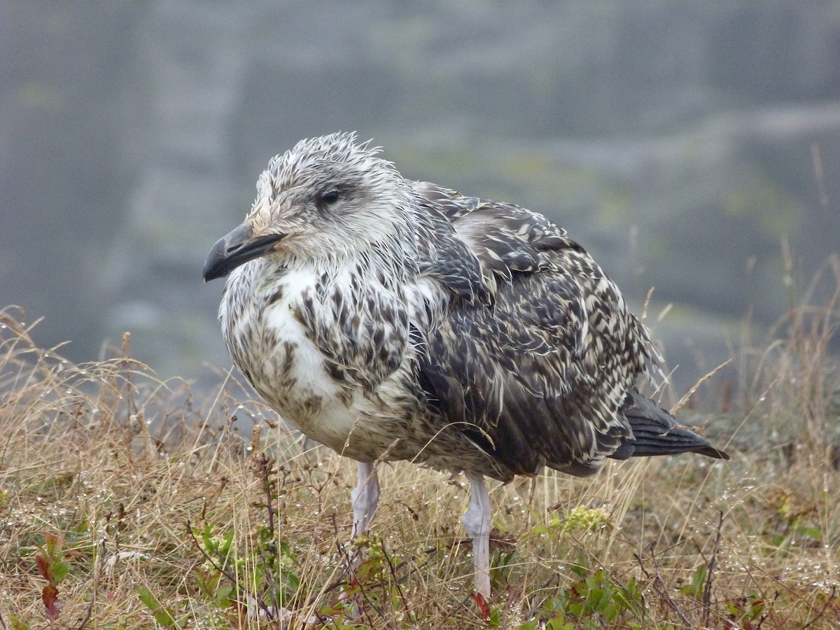 Great Black-backed Gull - ML259852521