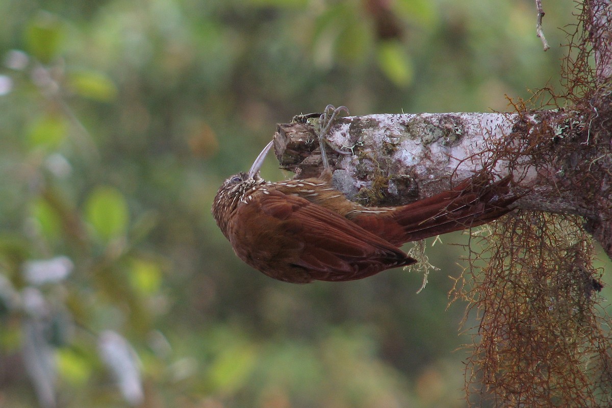 Montane Woodcreeper - ML259853821