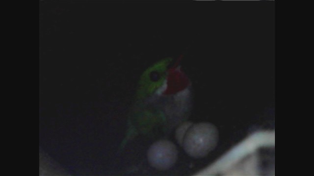 todi portorický - ML259855601