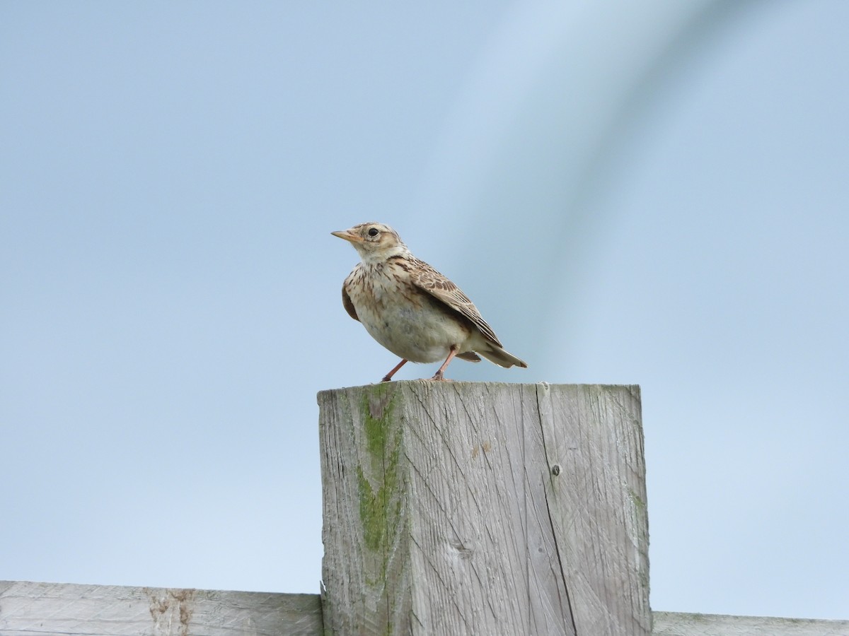 Eurasian Skylark - ML259856101