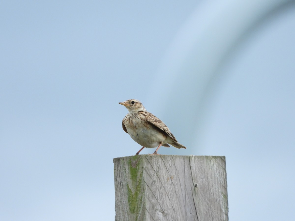 Eurasian Skylark - ML259856191