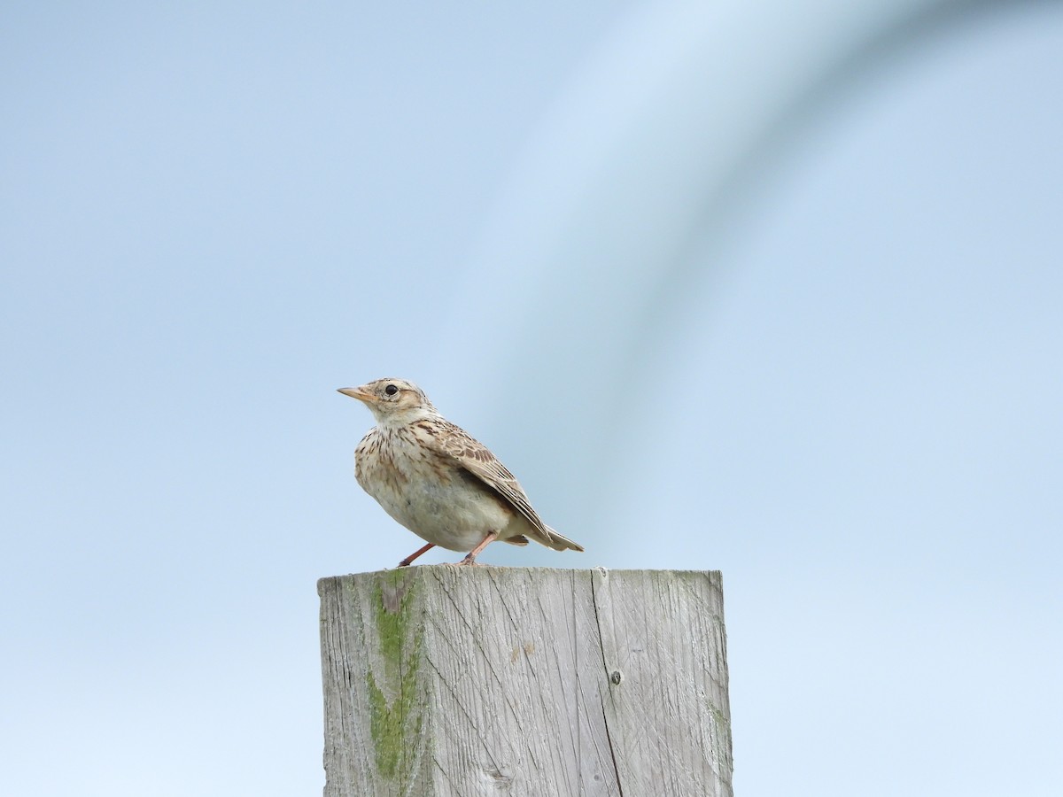 Eurasian Skylark - ML259856251