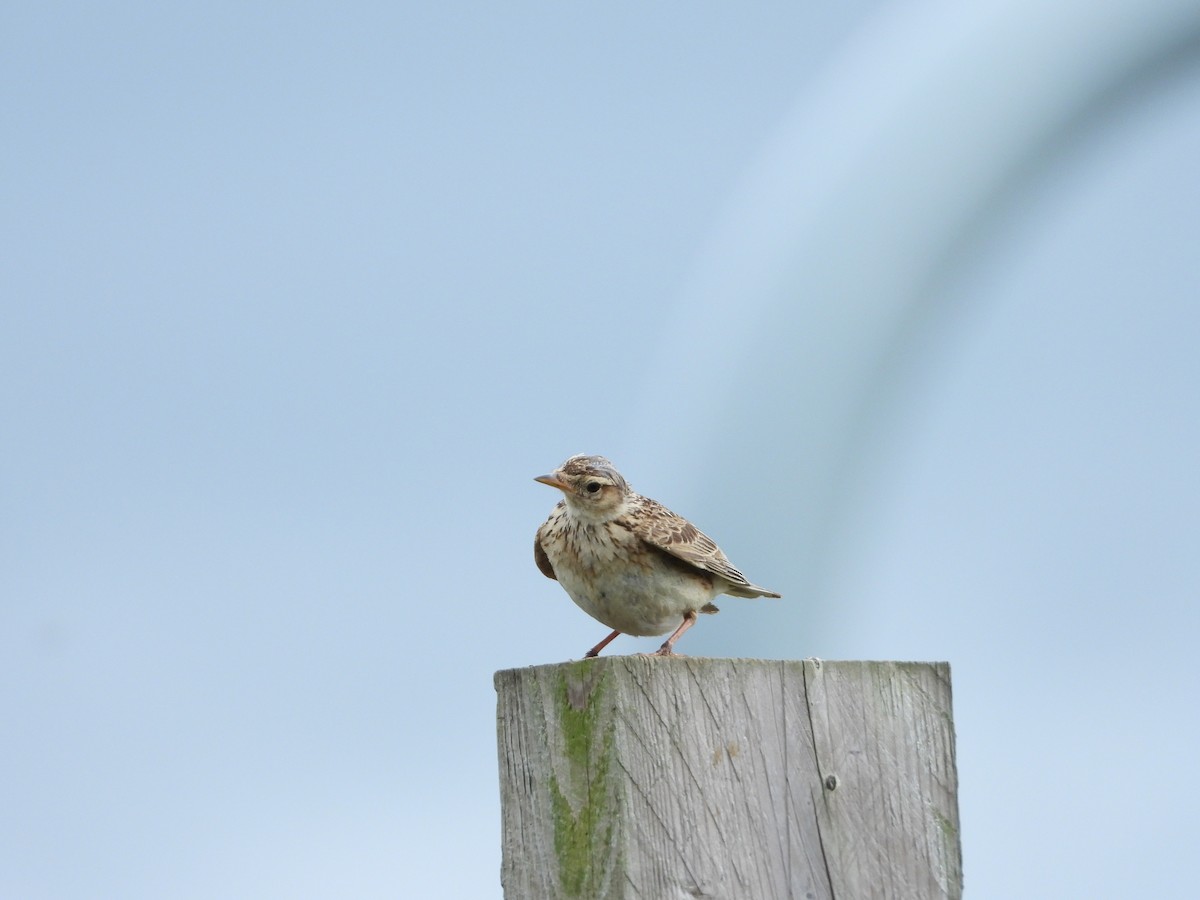 Eurasian Skylark - Conor MacKenzie