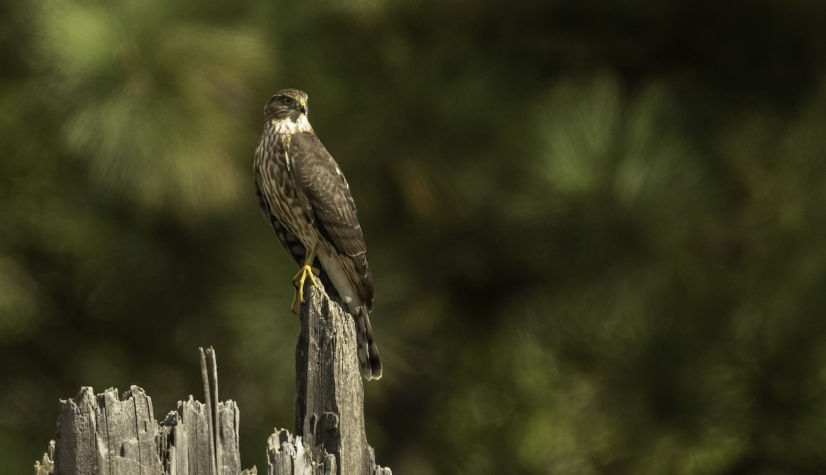 Sharp-shinned Hawk - ML259857541