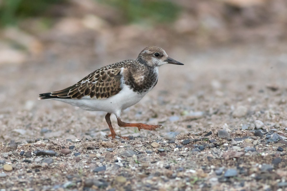 Ruddy Turnstone - ML259858131