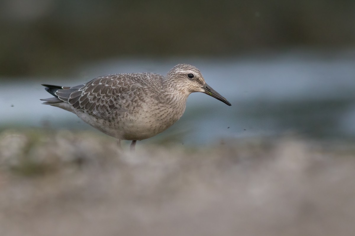 Red Knot - Davey Walters