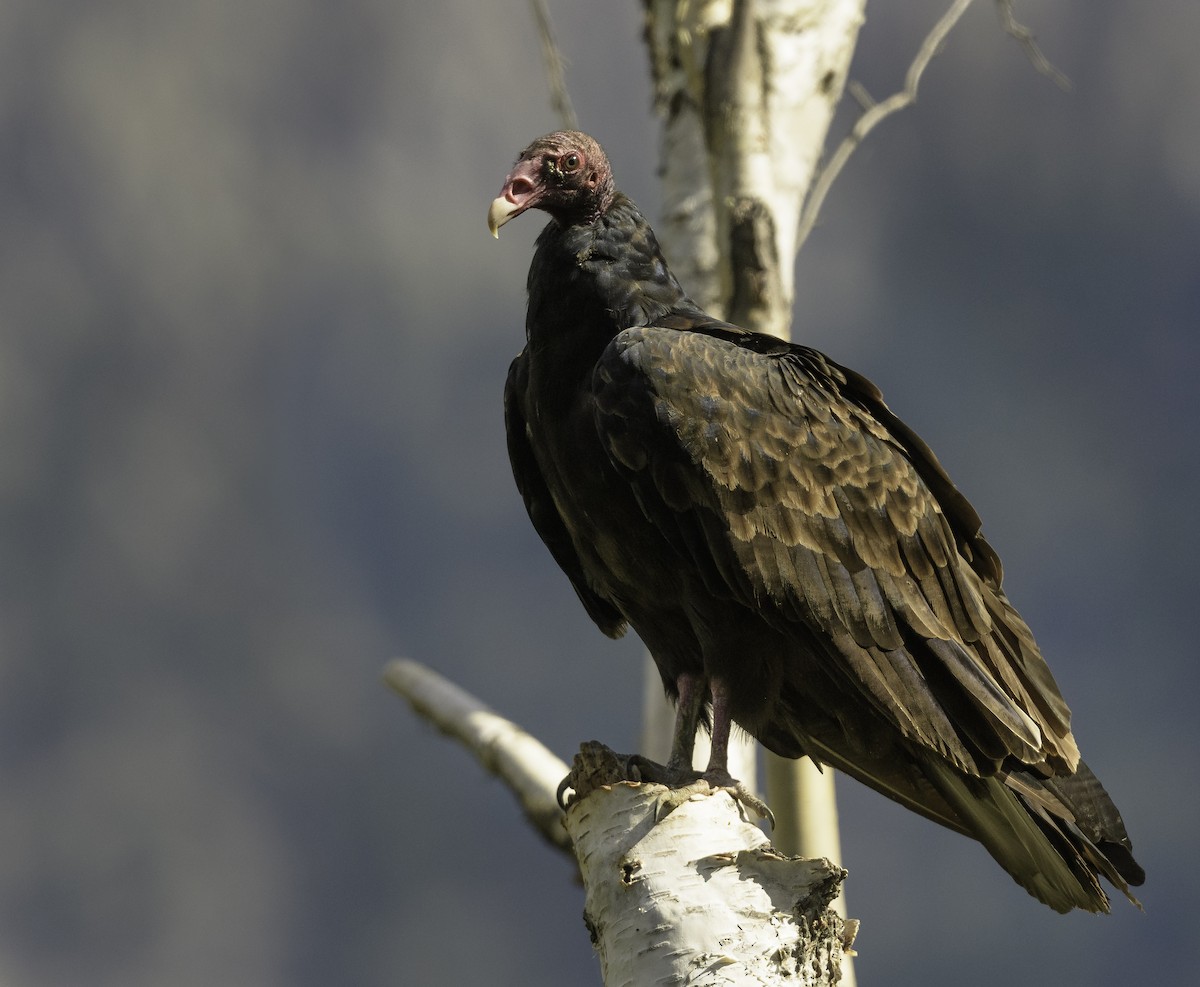 Turkey Vulture - ML259858731