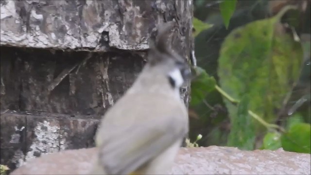 Red-billed Leiothrix - ML259859241