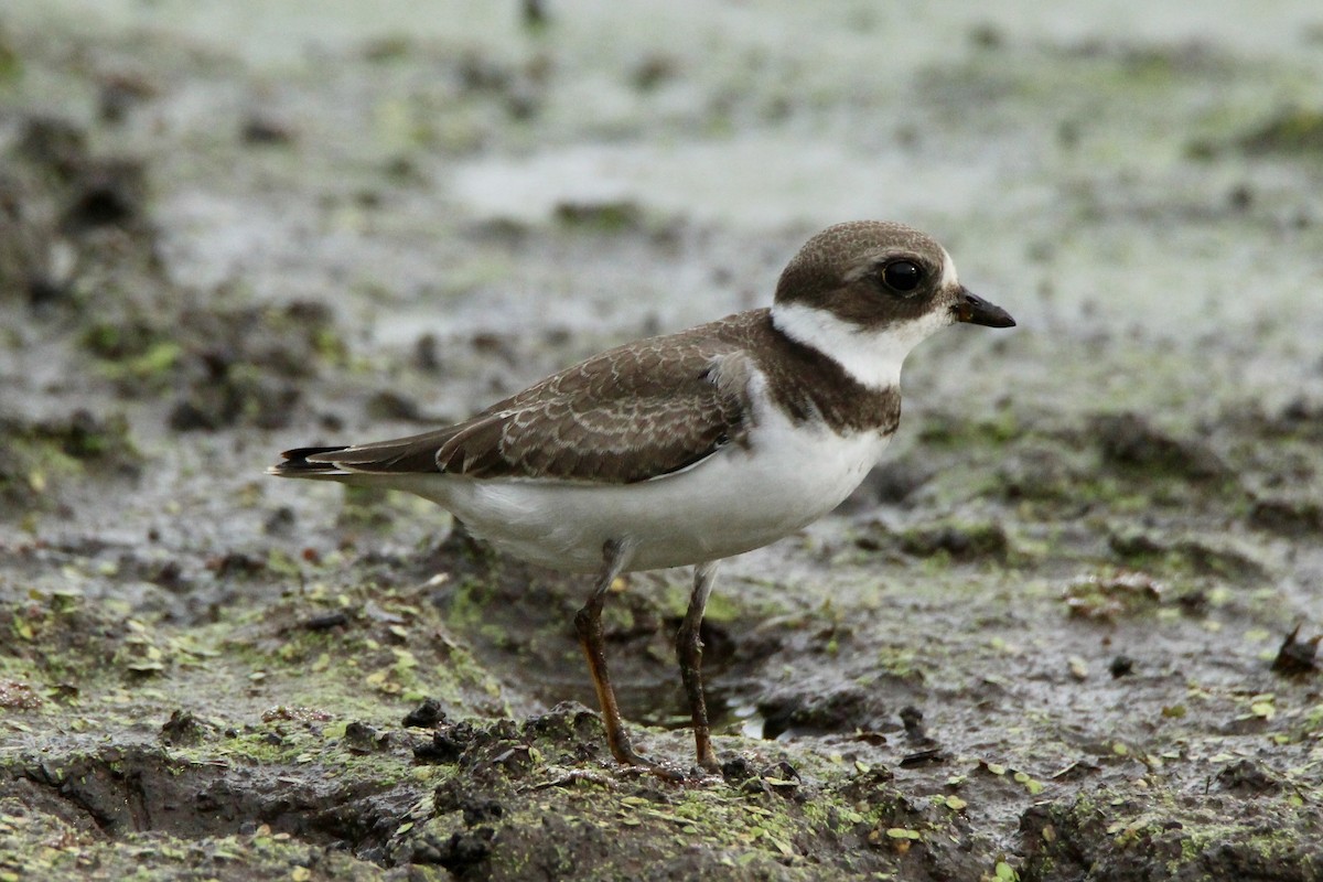 Semipalmated Plover - Megan Miller