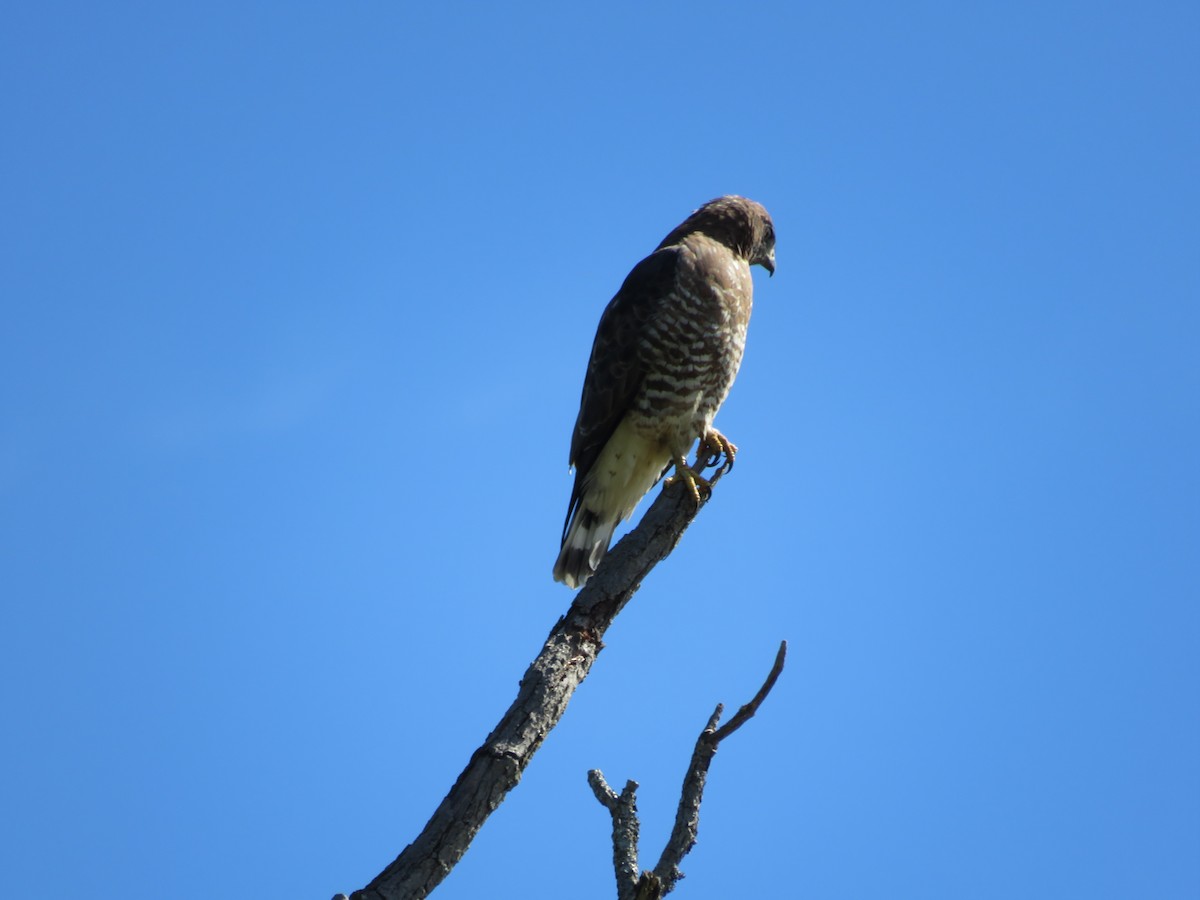 Broad-winged Hawk - Kyle Ruttan