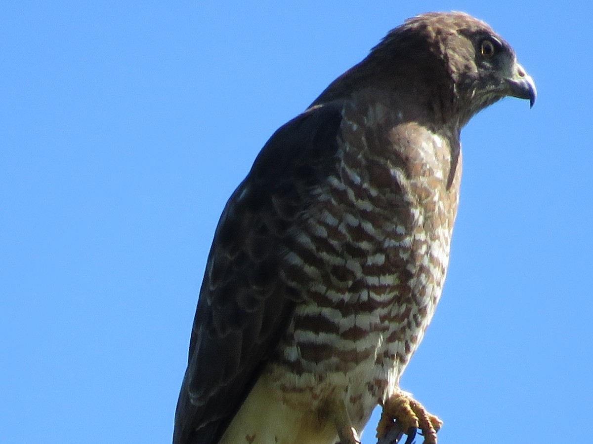 Broad-winged Hawk - Kyle Ruttan