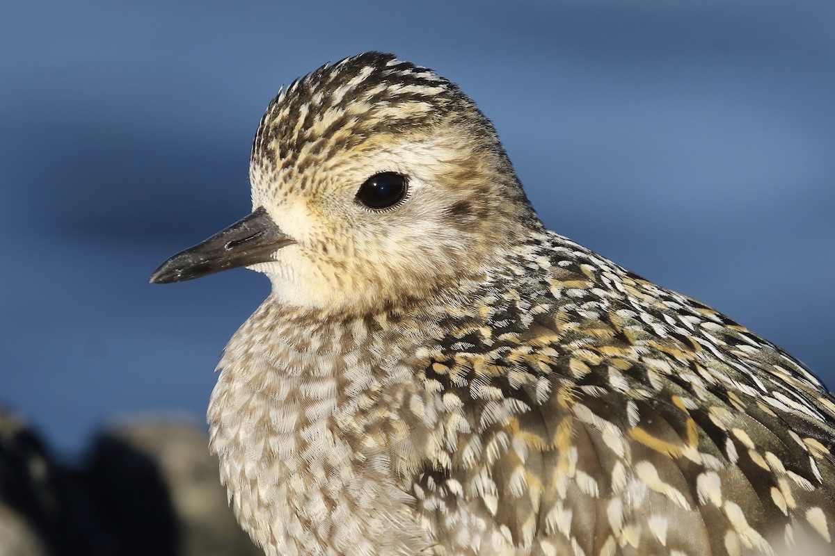 Pacific Golden-Plover - Liam Singh