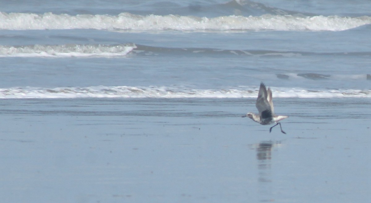 Black-bellied Plover - ML259861001