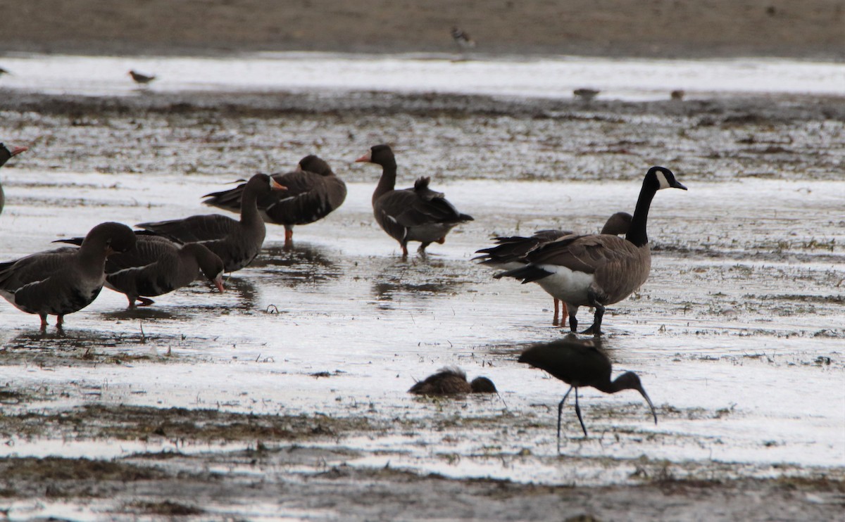 Greater White-fronted Goose - Jan Roseneder