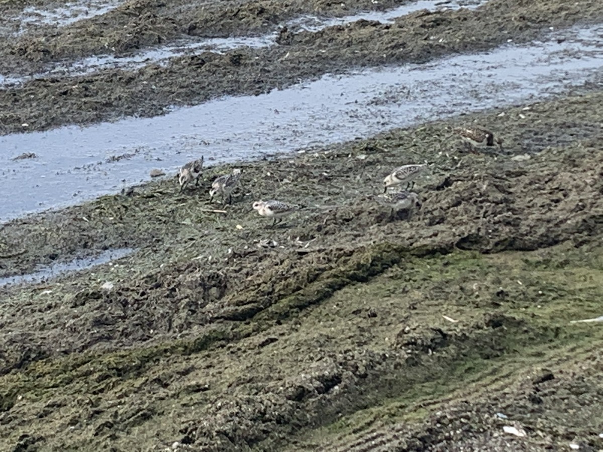 Ruddy Turnstone - ML259862151