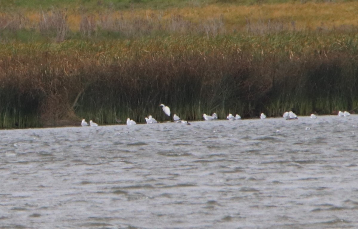 Great Egret - ML259862161