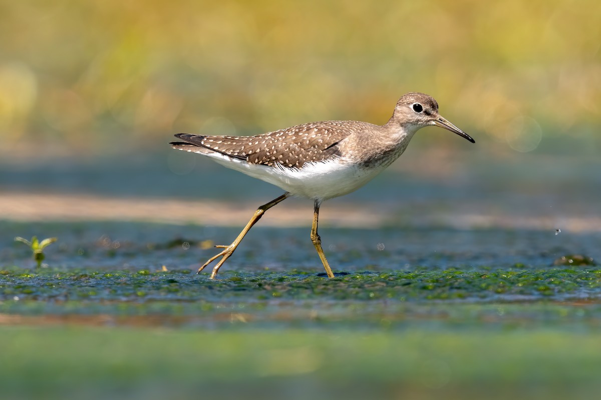 Solitary Sandpiper - ML259863501