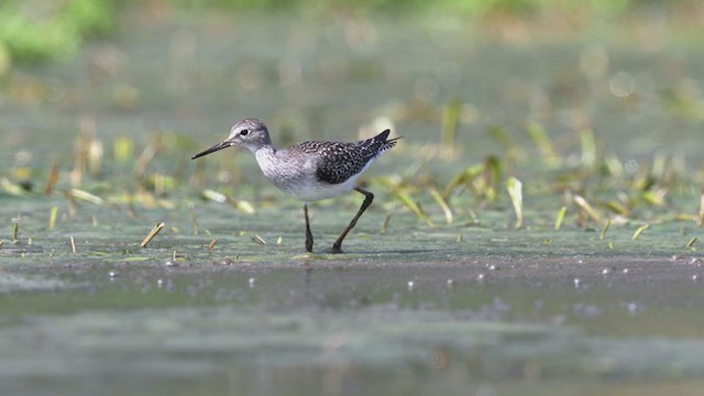 Lesser Yellowlegs - ML259864331