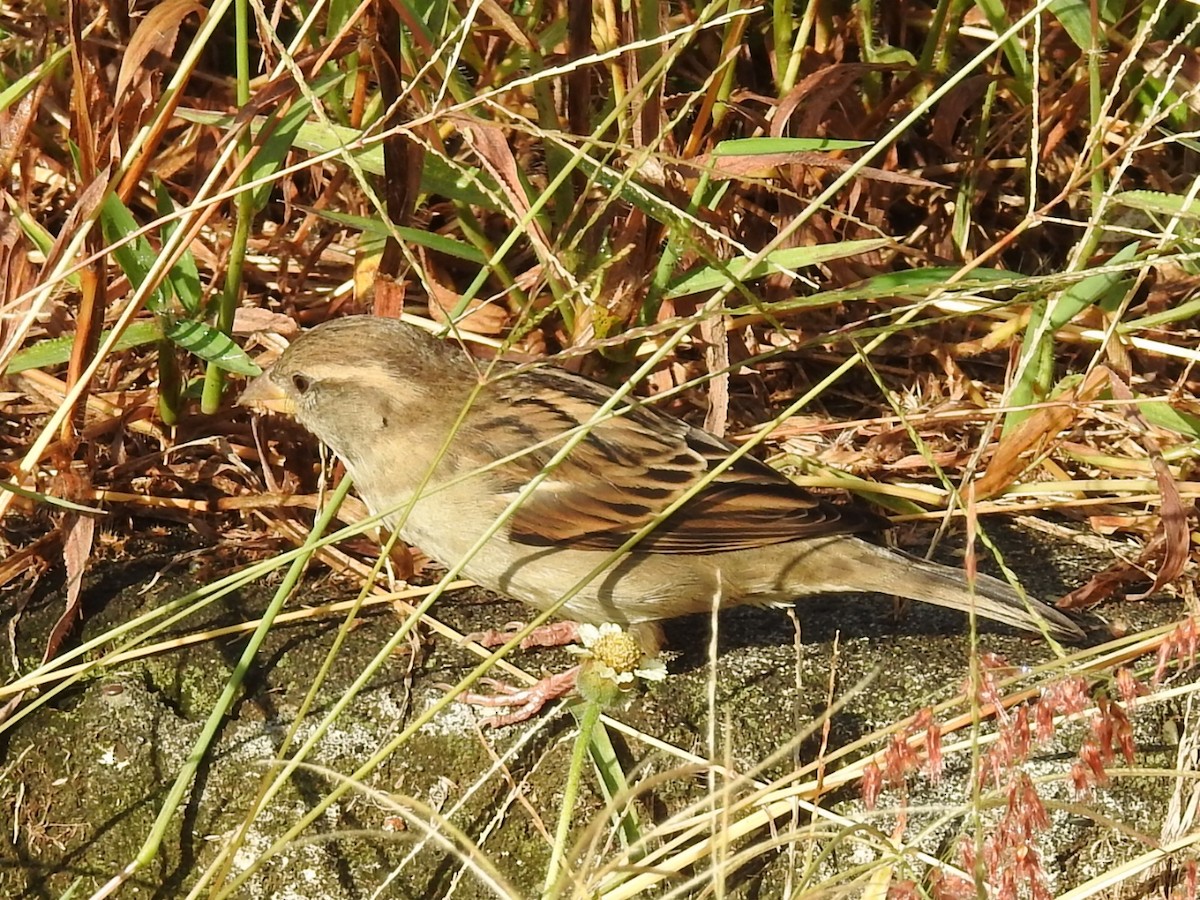 House Sparrow - ML259864591