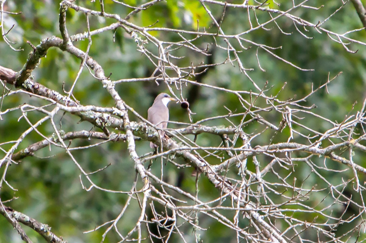 Yellow-billed Cuckoo - ML259866071