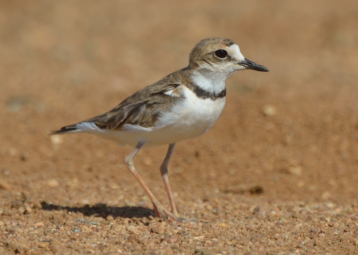 Collared Plover - Michiel Oversteegen