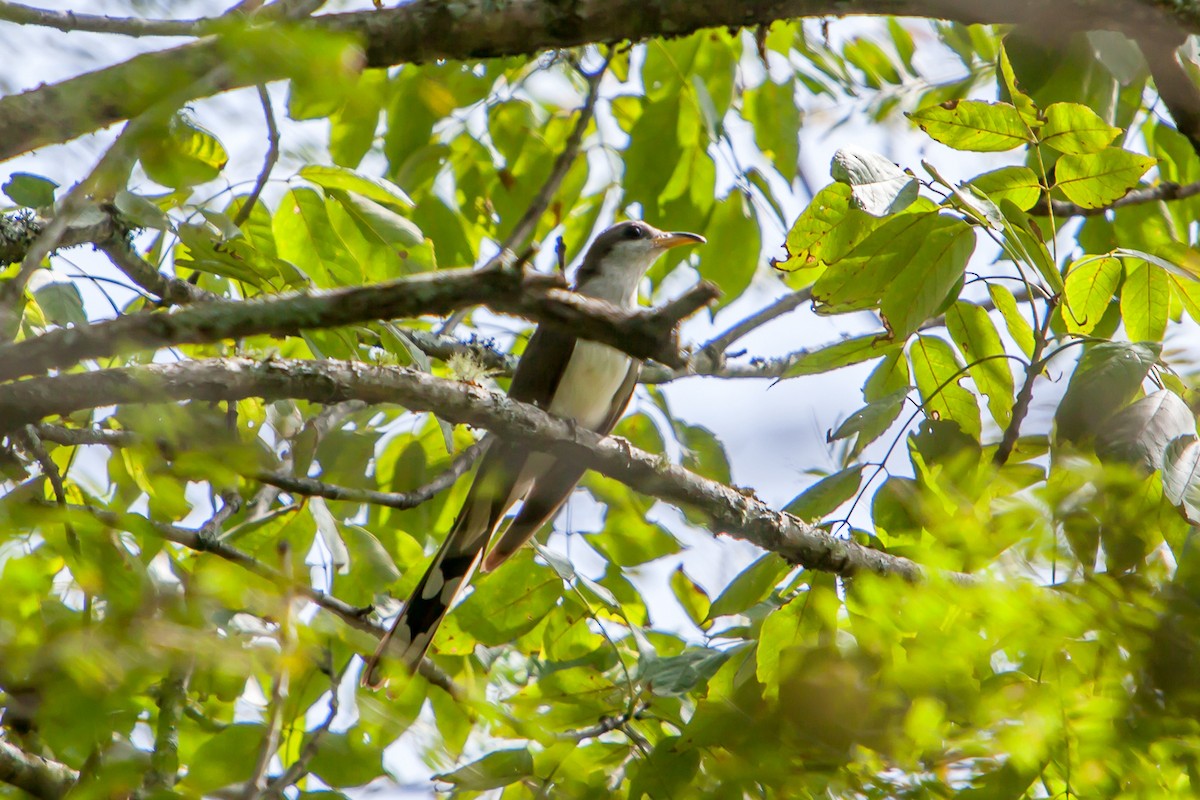Yellow-billed Cuckoo - ML259866541