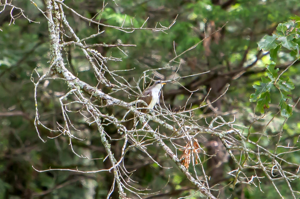 Yellow-billed Cuckoo - ML259866551
